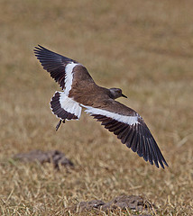 Vanellus melanopterus