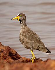 Vanellus senegallus