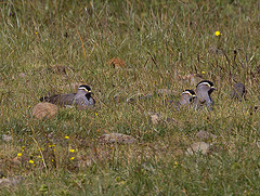 Vanellus melanocephalus