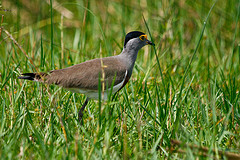 Vanellus superciliosus