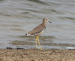 Vanellus leucurus
