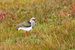 Vanellus resplendens