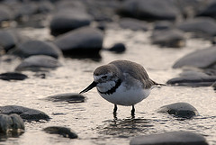 Anarhynchus frontalis