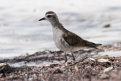 Pluvialis dominica