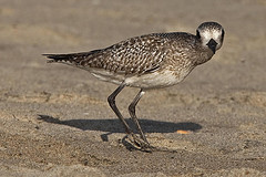 Pluvialis squatarola