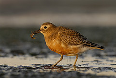 Charadrius obscurus