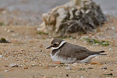 Charadrius hiaticula