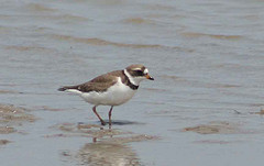 Charadrius semipalmatus