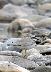 Charadrius placidus