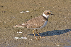 Charadrius dubius