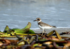 Charadrius wilsonia
