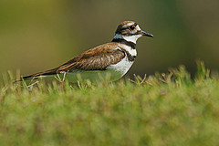 Charadrius vociferus
