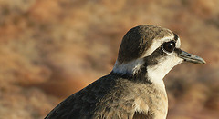 Charadrius pecuarius