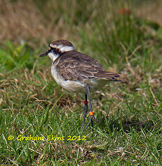 Charadrius sanctaehelenae