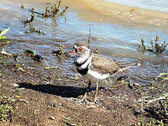 Charadrius tricollaris