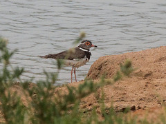 Charadrius forbesi