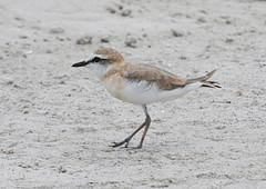 Charadrius marginatus