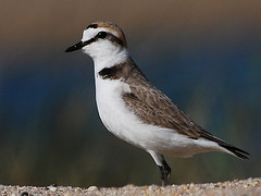 Charadrius alexandrinus