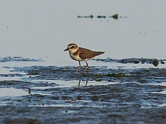 Charadrius javanicus