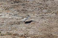 Charadrius ruficapillus