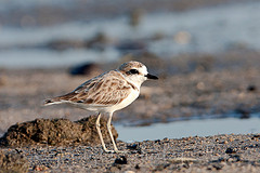 Charadrius peronii