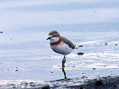 Charadrius pallidus