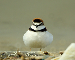 Charadrius collaris