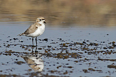 Charadrius alticola
