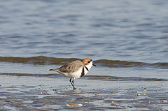 Charadrius falklandicus