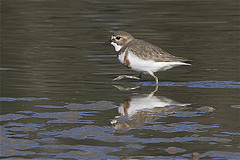 Charadrius bicinctus