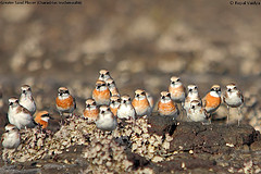 Charadrius leschenaultii
