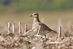 Charadrius morinellus