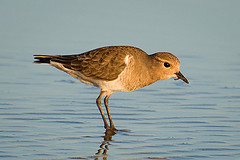 Charadrius modestus