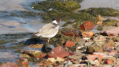 Thinornis cucullatus