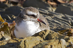 Thinornis novaeseelandiae