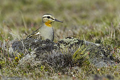 Oreopholus ruficollis