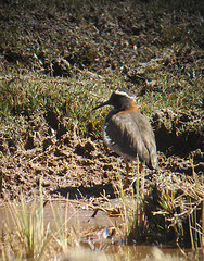 Phegornis mitchellii