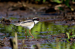 Hoploxypterus cayanus