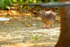 Crypturellus transfasciatus