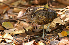 Rostratula benghalensis