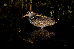 Rostratula australis