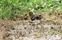 Nycticryphes semicollaris