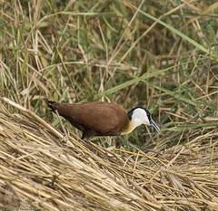 Actophilornis africanus