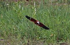 Actophilornis albinucha