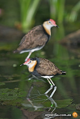 Irediparra gallinacea