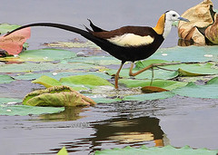 Hydrophasianus chirurgus