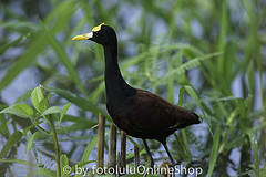 Jacana spinosa