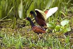 Jacana jacana