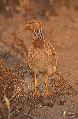 Pedionomus torquatus