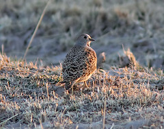 Thinocorus rumicivorus